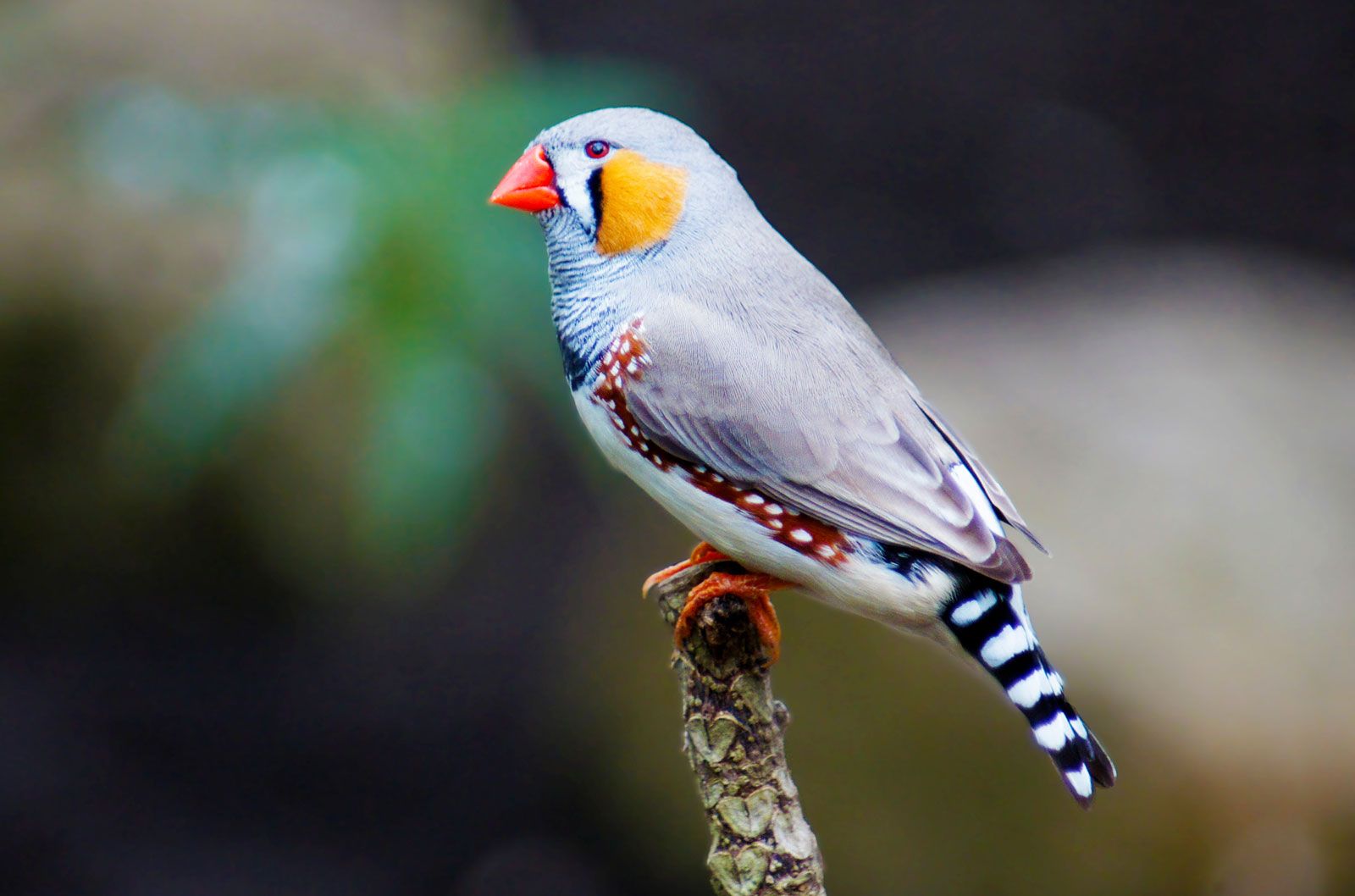 zebra finch (Taeniopygia guttata)