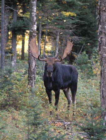 moose, New Hampshire