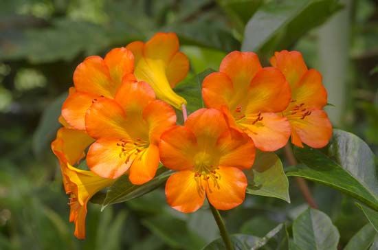 Rhododendron flowers