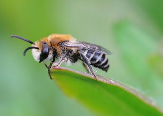 Plasterer bee