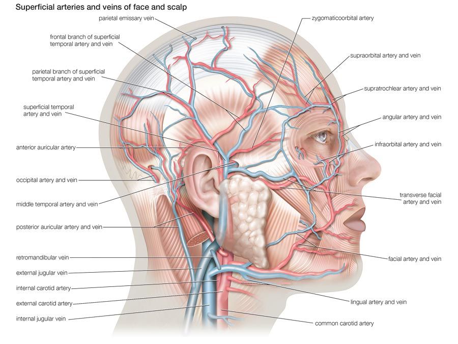 Superficial arteries and veins of face and scalp, cardiovascular system, human anatomy, (Netter replacement project - SSC)