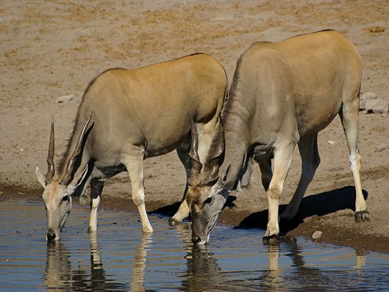 common eland