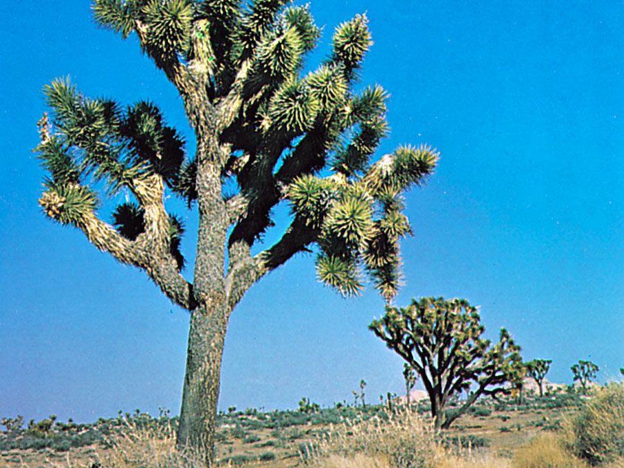 Joshua tree