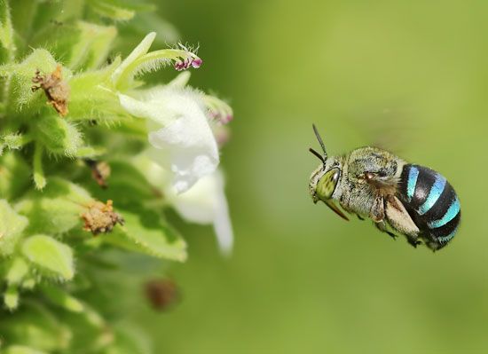 Solitary bee