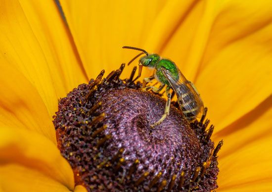 Sweat bee