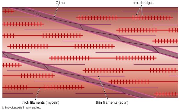 myofilaments in obliquely striated muscle