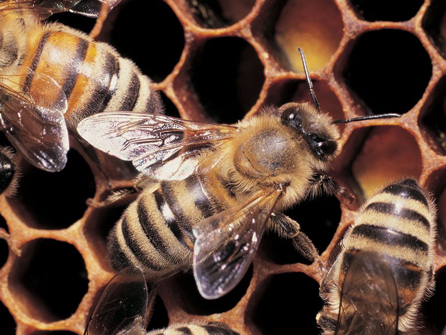 Honeybees working on honeycomb.