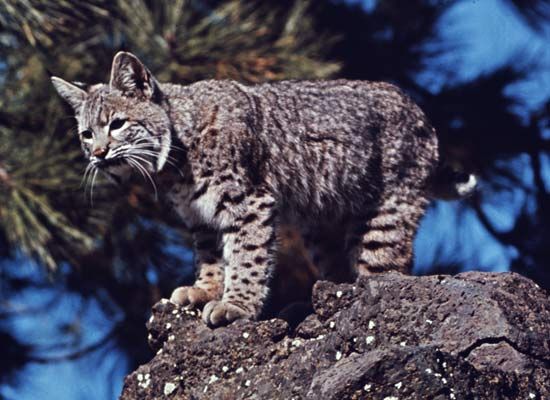 Bobcat (Lynx rufus).