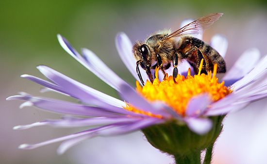 Honeybee foraging