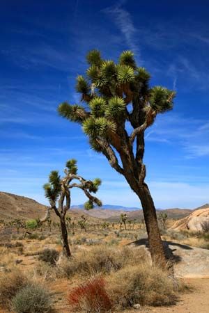 Joshua tree