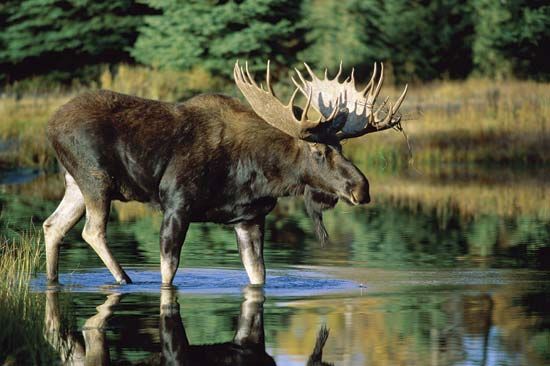 bull moose