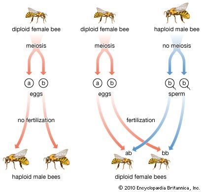 Haplodiploidy in bees