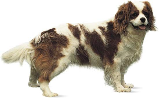 Cavalier King Charles spaniel