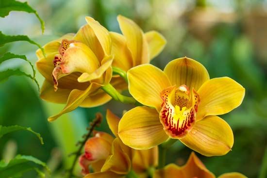 cymbidium