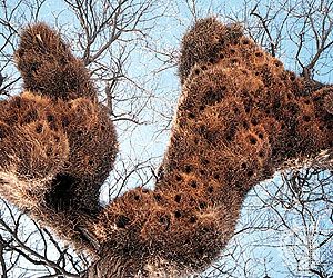 social weaver nests