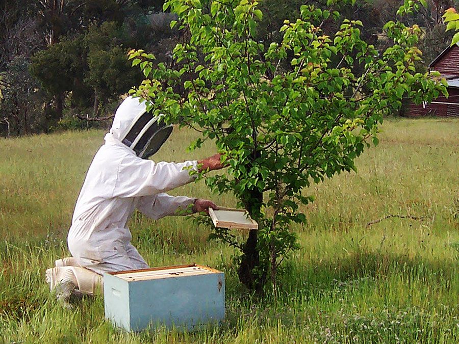 beekeeping