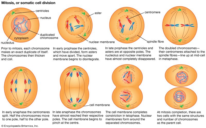 mitosis