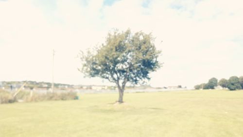 Tree on field against sky