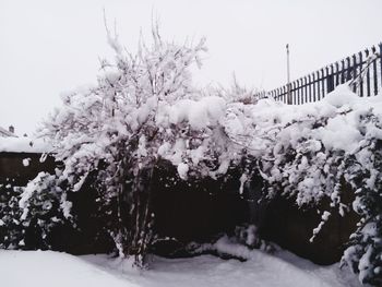 Snow covered cherry trees against sky during winter