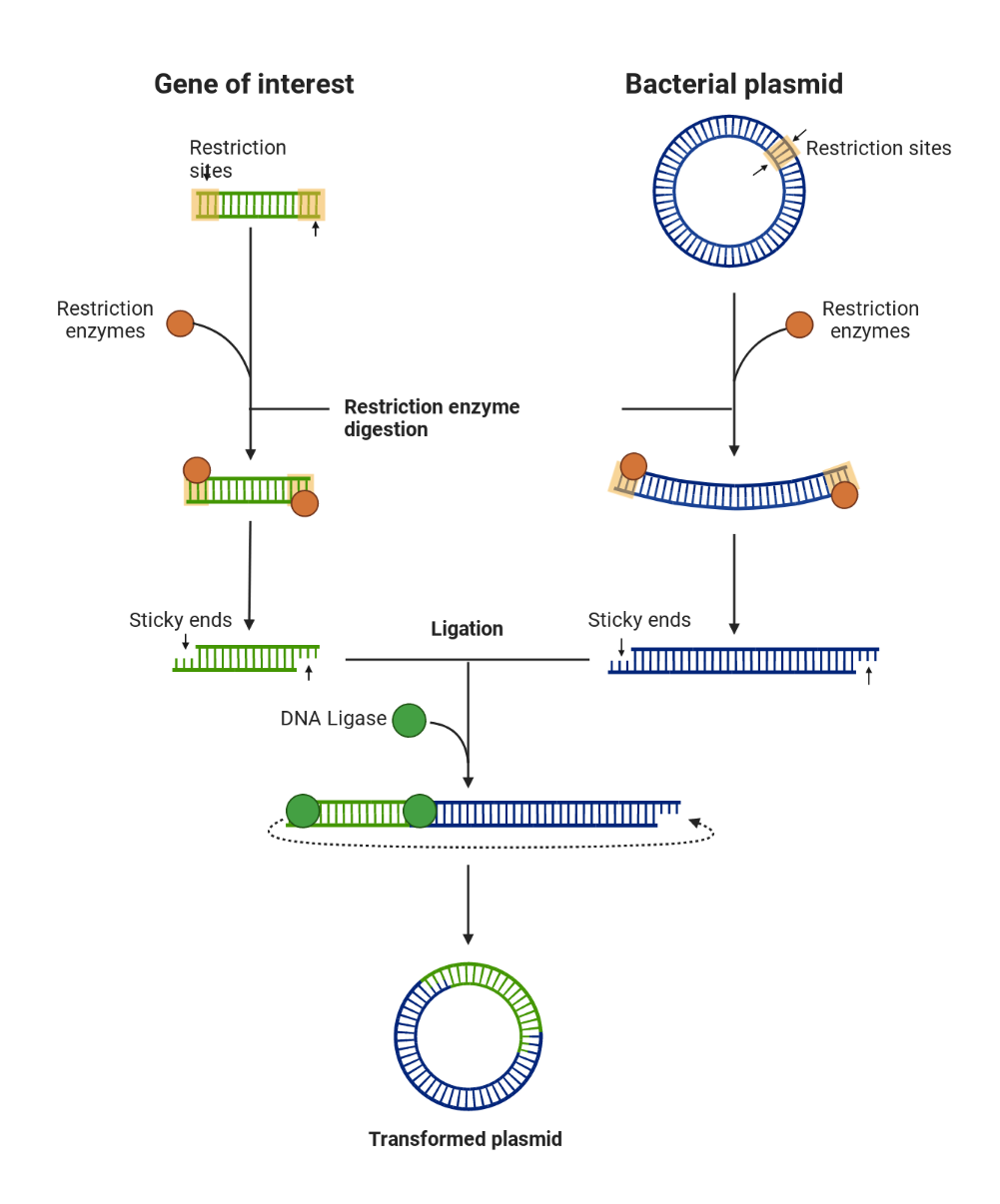 Scientific template made using Biorender