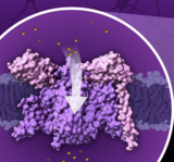 PDB-101 Focus: Peak Performance