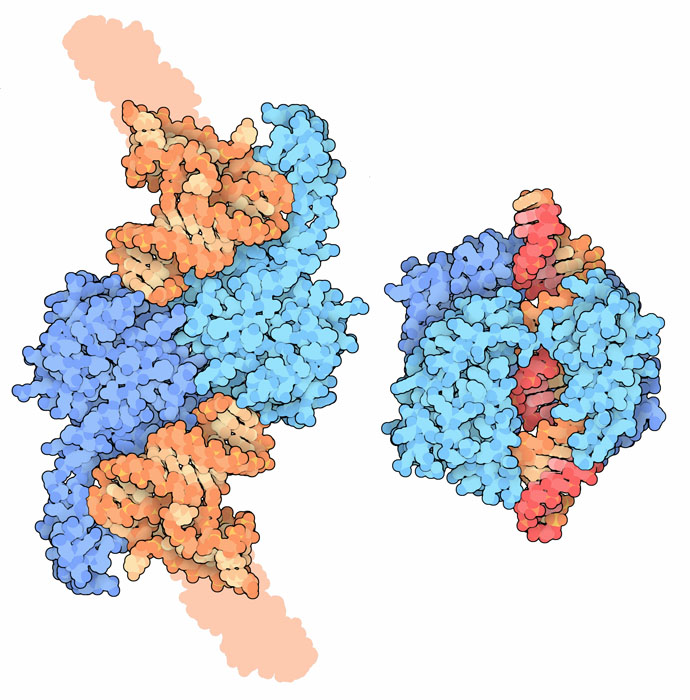 Ribonuclease Z bound to portions of two transfer RNA molecules (left) and ribonuclease III bound to double-stranded RNA (right).