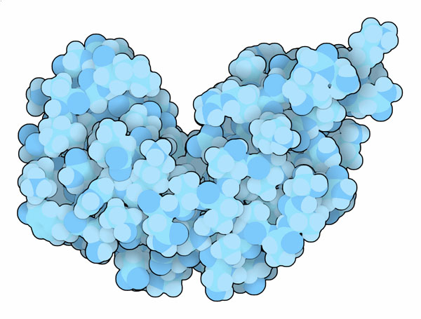 Ribonuclease A.