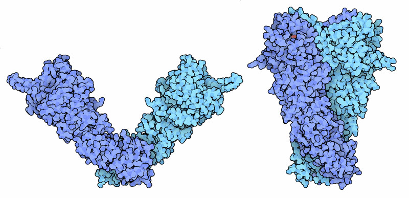 Conformational changes of Hsp90.