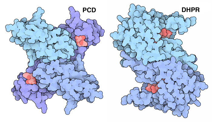 Two enzymes regenerate tetrahydrobiopterin after it is used as a cofactor.