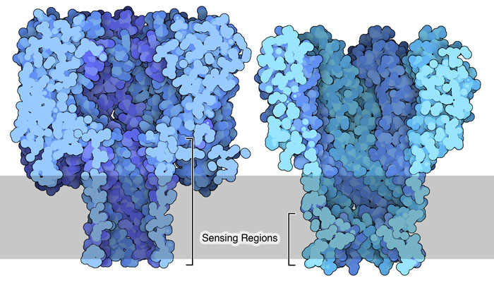 Cross-sectional view of α-hemolysin (left) and MspA (right) highlighted the different sizes of their sensing regions when used for DNA sequencing.
