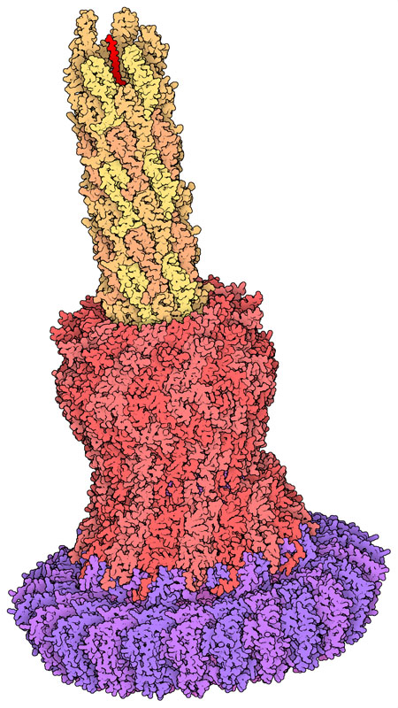 Needle complex of the Salmonella injectisome. A small portion of the effector protein SptP can be seen in red at the top, inside the narrow tube of the needle.