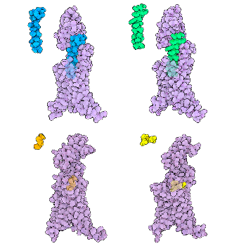 GLP-1 Receptor Agonists - November 2025 RCSB PDB Molecule of the Month
