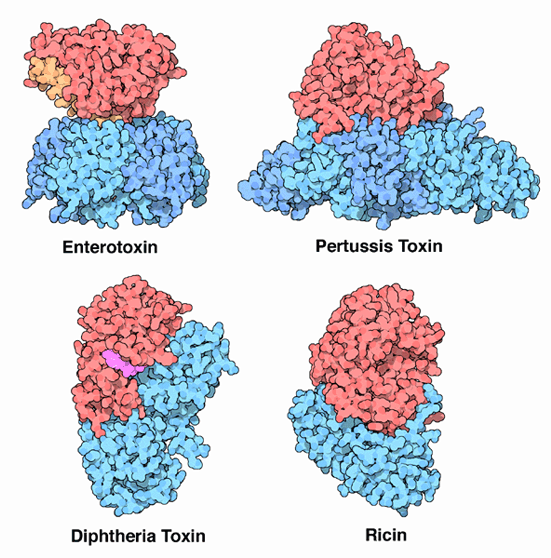 Several two-part toxins.