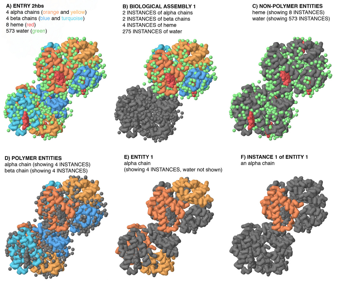 Figure 1: An example of entity, entry, instance, and assembly as seen in the case of PDB entry 2hbs
