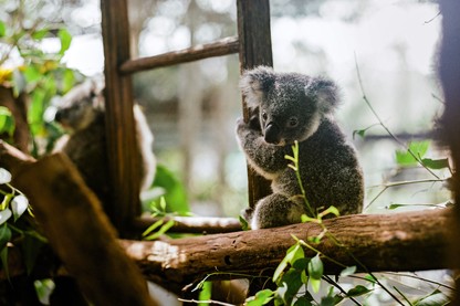 photo of koala in leafy tree clinging to wooden ladder