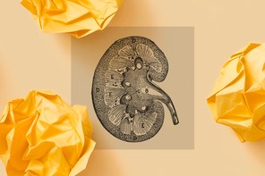 An illustration of a kidney