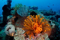 A bright orange corla and a bright blue one stand out on the foreground of a picture of a blue-green reef