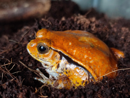 Slimed, sealed and secreted: Frog glue, and what makes it stick