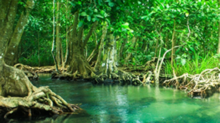 Mangroves