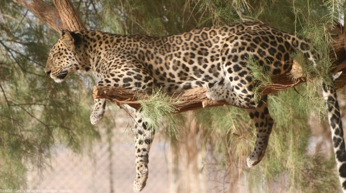 An Arabian Leopard lying on a tree branch