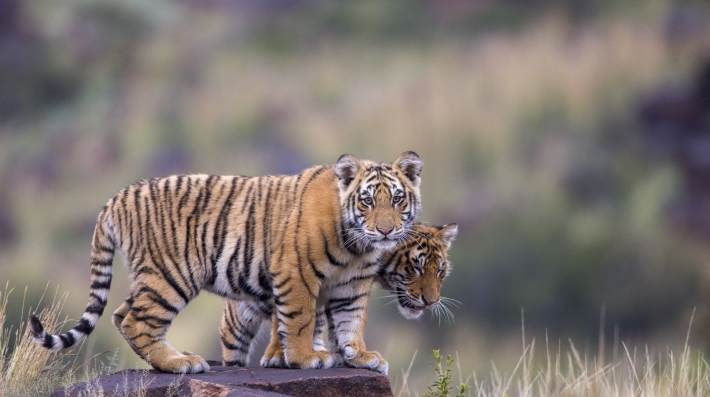 Two tigers sitting together 