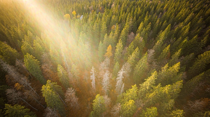 The sun shines over some pine trees.