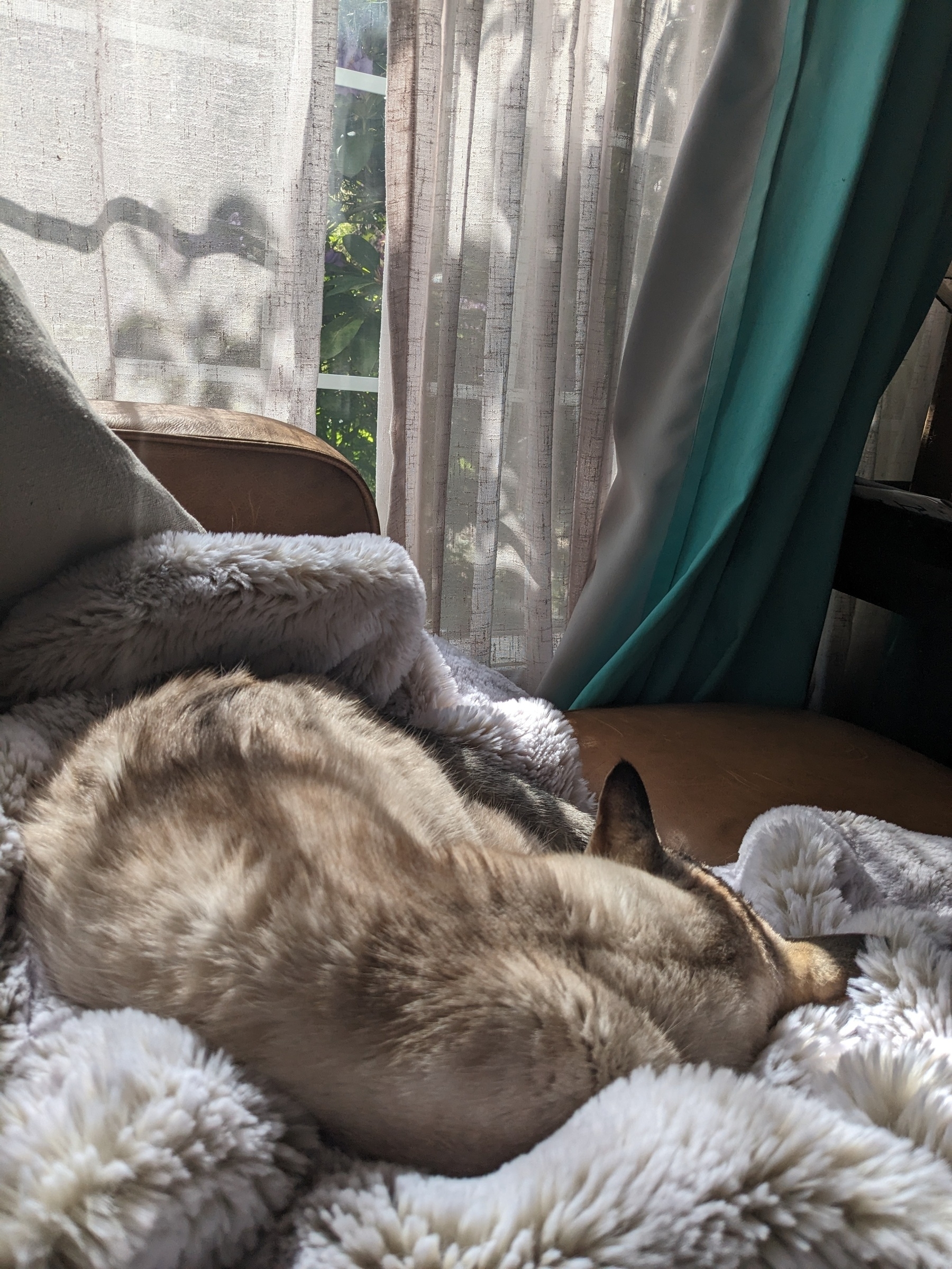 white cat on white fuzzy blanket in front of sheer curtains with sunlight shining through 