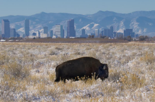 Buffalo and Denver skyline