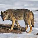 Image of Steppe Wolf