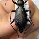 Image of Carabus (Tribax) biebersteini Ménétriés 1832