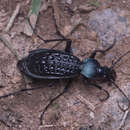 Image of Carabus (Apotomopterus) arrowi G. Hauser 1913