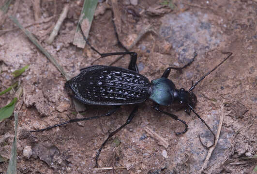 Image of Carabus (Apotomopterus) arrowi G. Hauser 1913