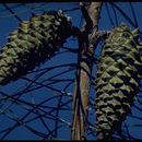 Image of knobcone pine