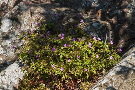 Image of geranium